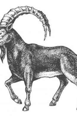 Рисунок козел карандашом