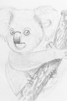 Рисунок коала карандашом для детей