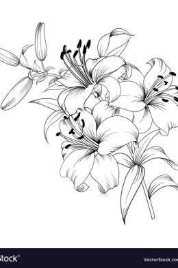 Цветок лилия рисунок карандашом