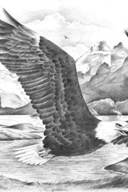 Рисунок орел в полете карандашом