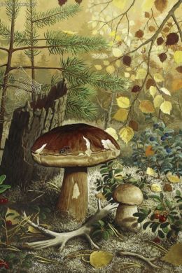 Натюрморт грибов рисунок
