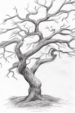 Дуб рисунок карандашом дерево