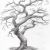 Дуб рисунок карандашом дерево