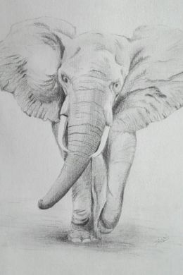 Слон легкий рисунок карандашом