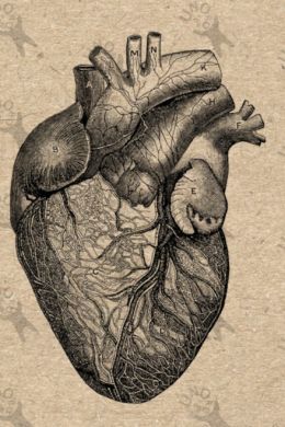 Сердце человека рисунок для детей