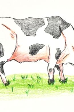 Простой рисунок коровы
