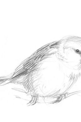 Наброски животных и птиц карандашом
