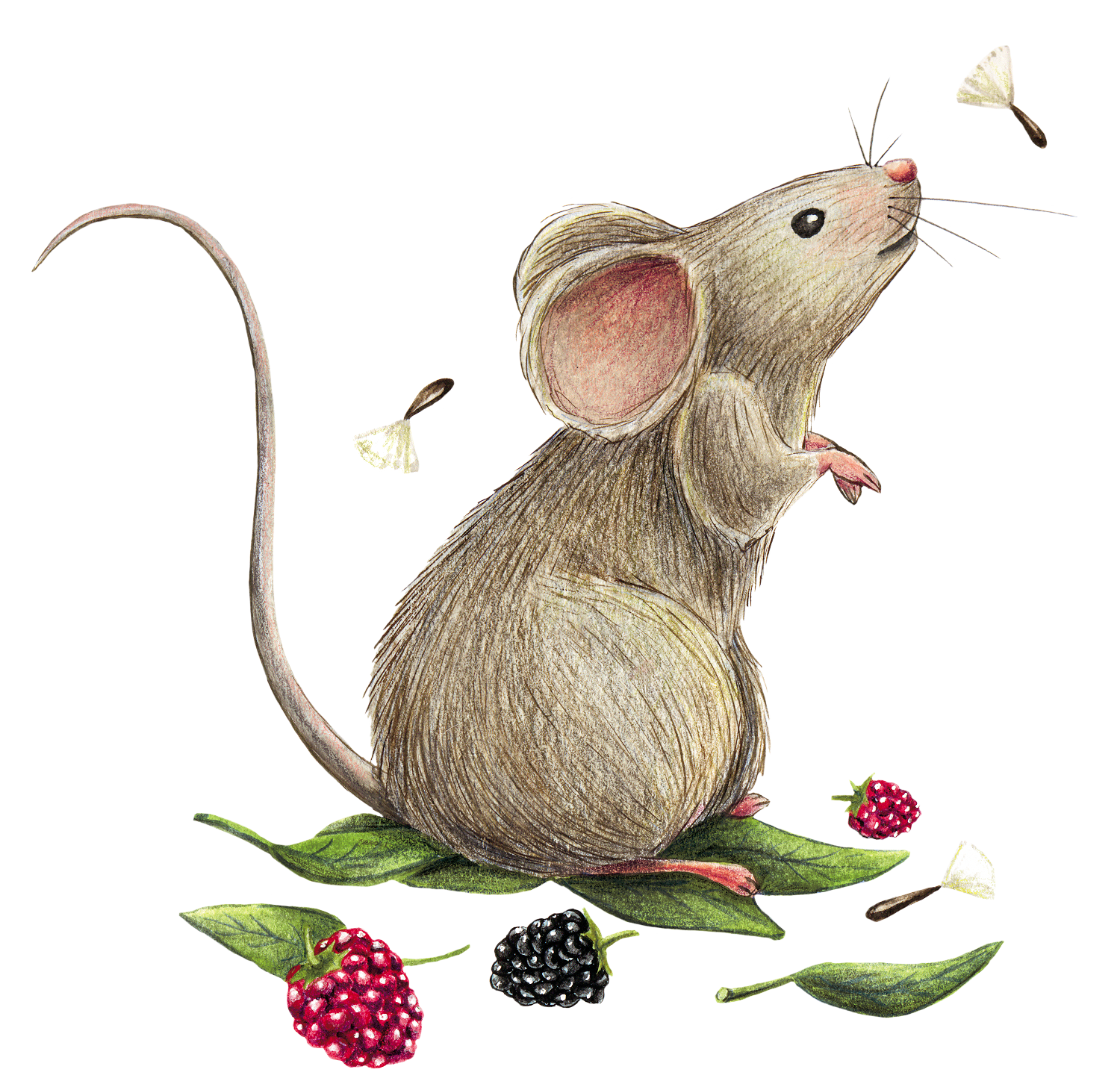Рис мыши. Мышка для детей. Мышка-норушка. Мышонок картинка. Милый мышонок рисунок.
