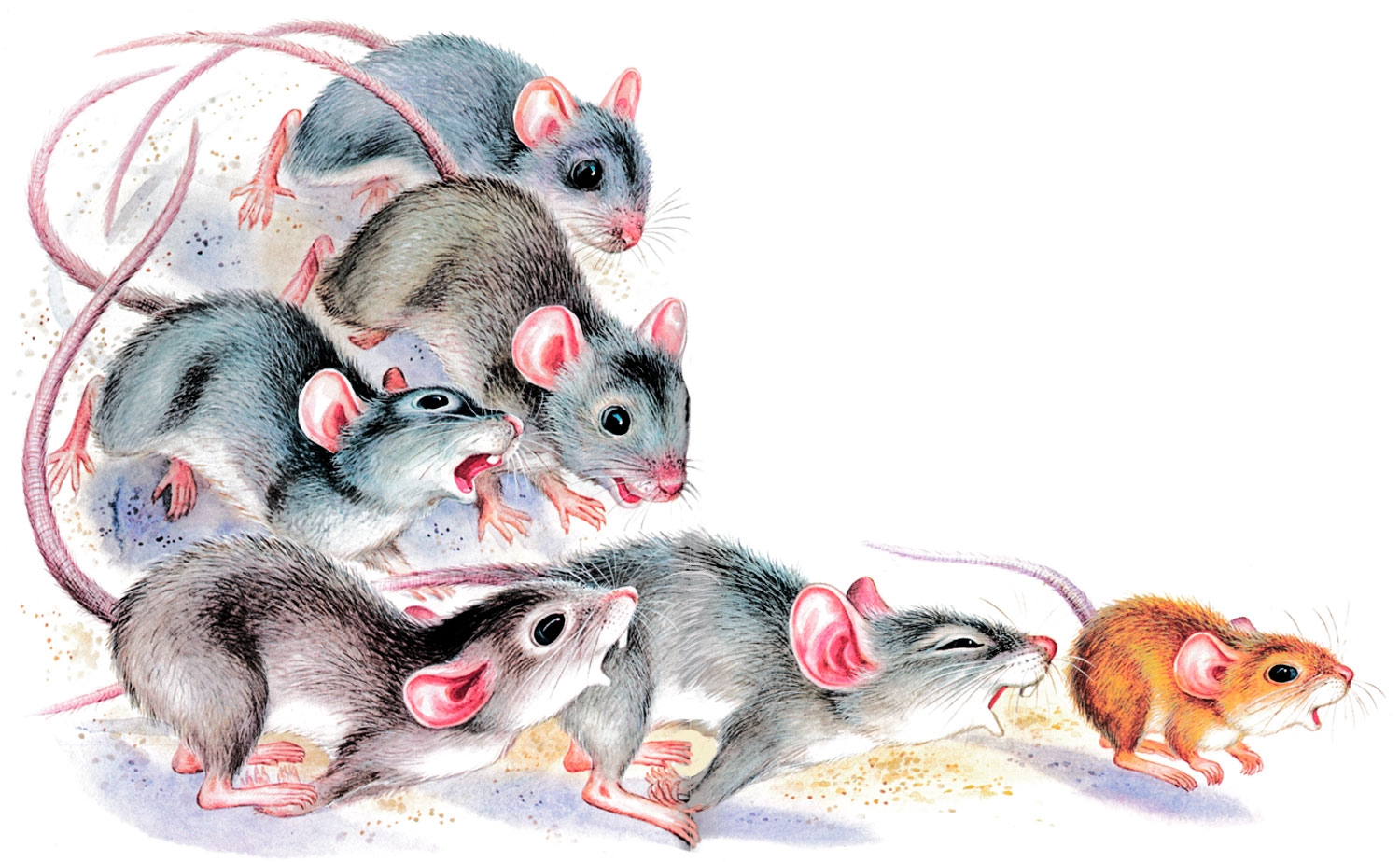 Развитие мышей. Мышка картинка. Мышь картинка для детей. Семья крыс арт. Мышонок картинка для детей.