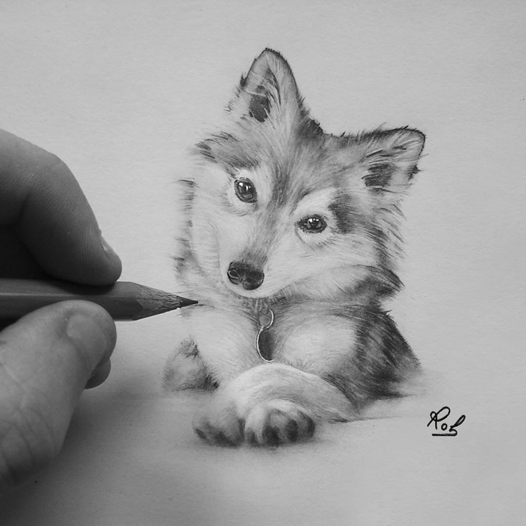 Рисунки животных карандашом для срисовки - 63 фото