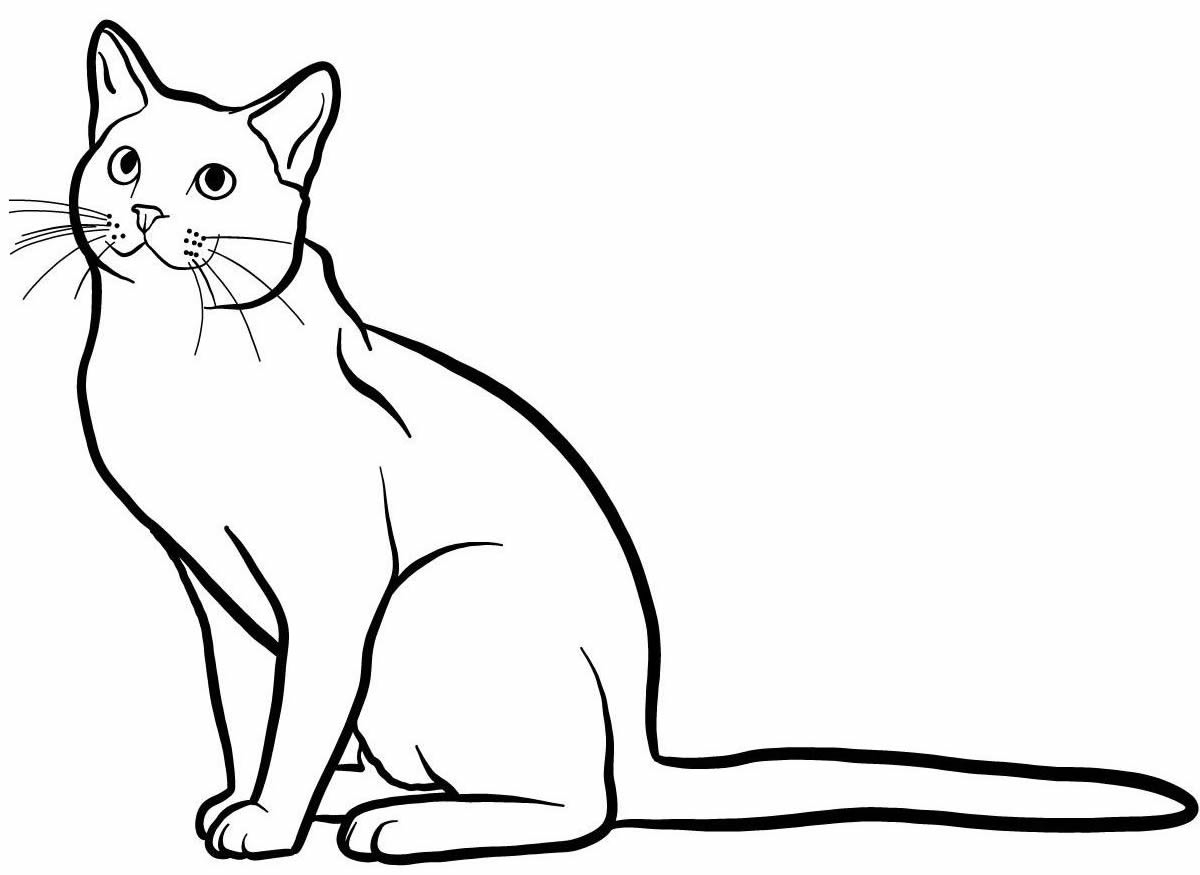 Русская голубая кошка раскраска