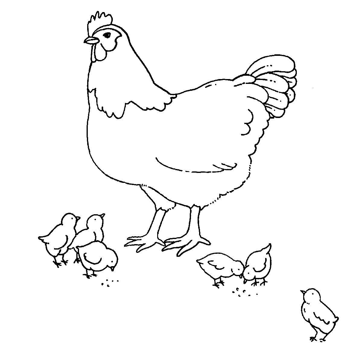 Курочка с цыплятами раскраска для малышей