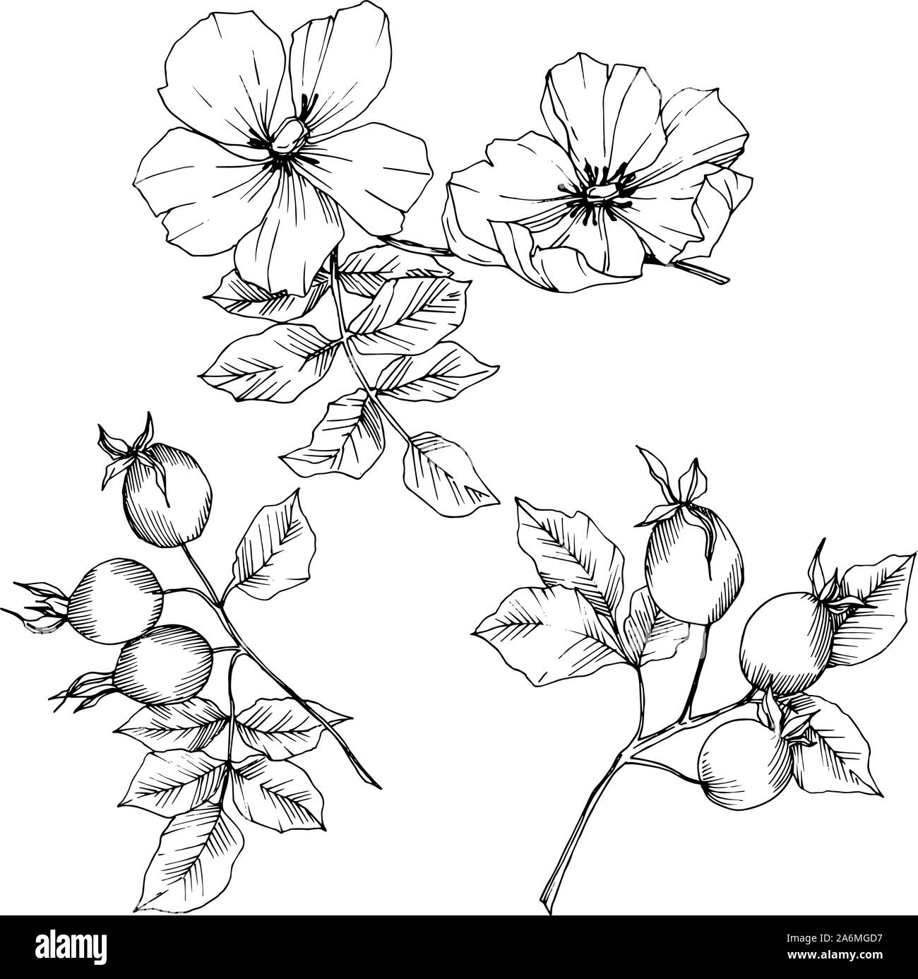 Цветы шиповника контурный рисунок