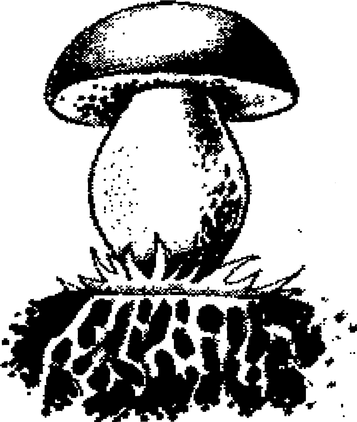 Раскраска грибы по биологии
