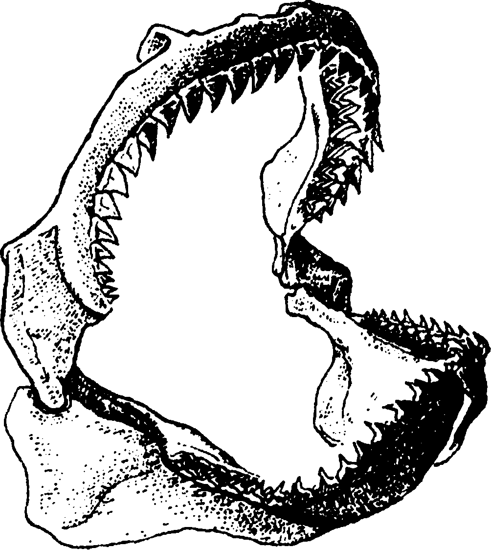Челюсти акулы эскиз