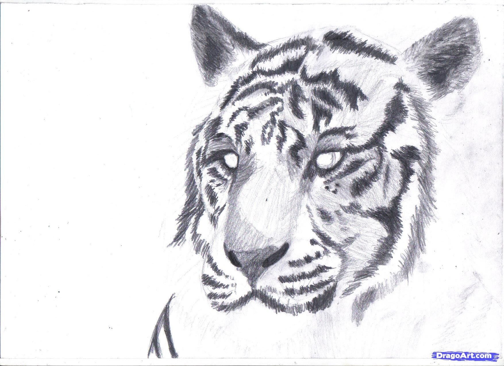Белый тигр рисунок карандашом