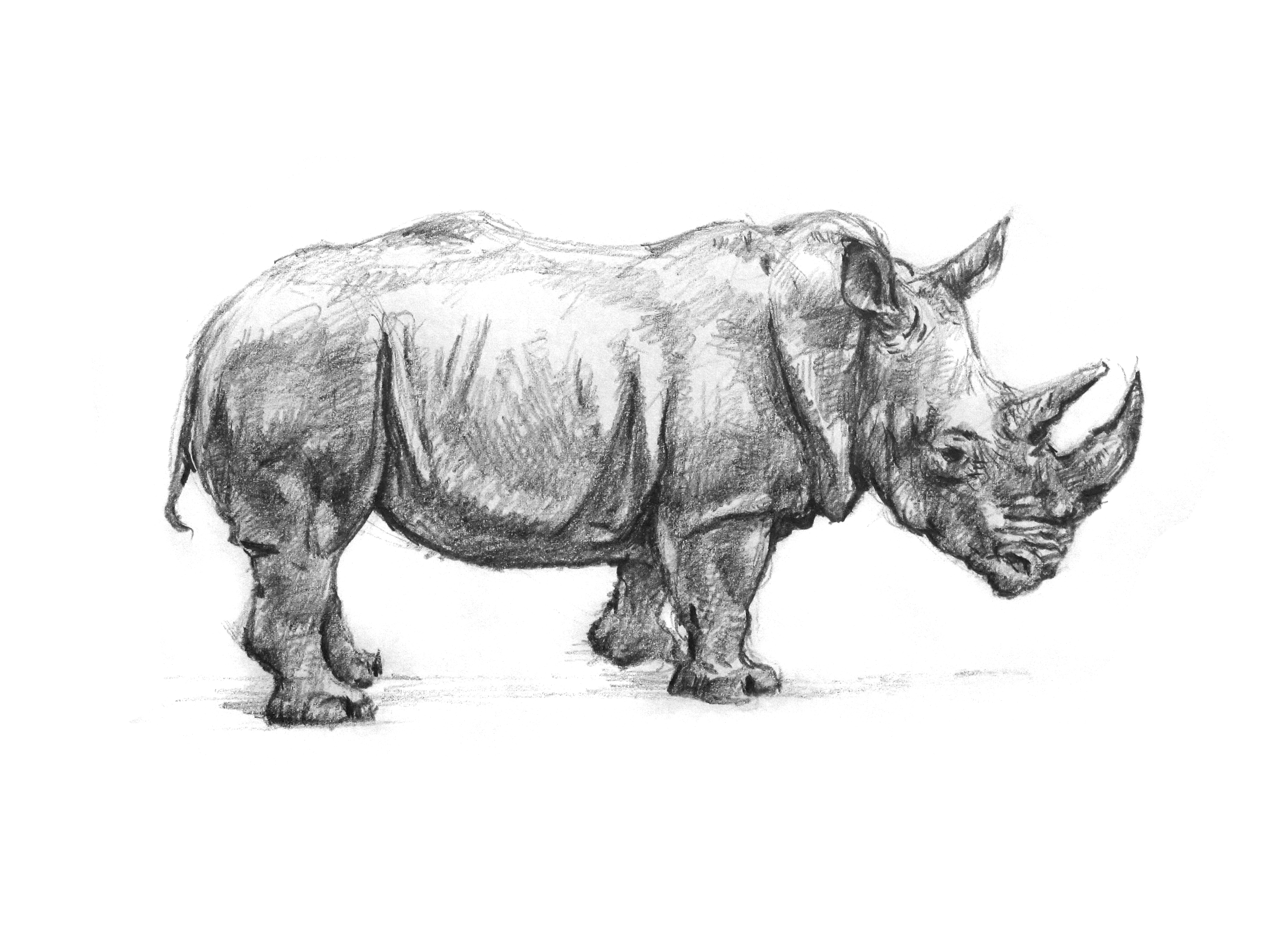 Носорог шерстистый вид сбоку