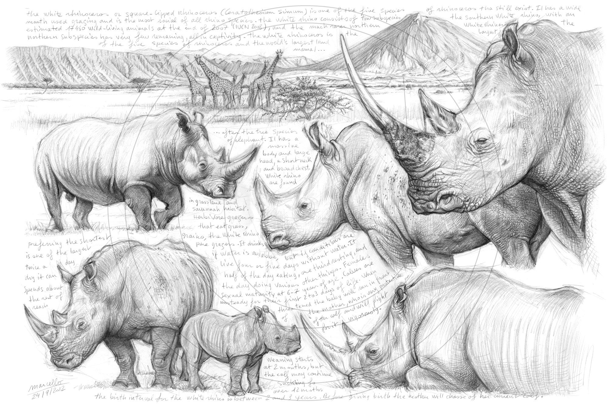 Marcello Pettineo зарисовки животных