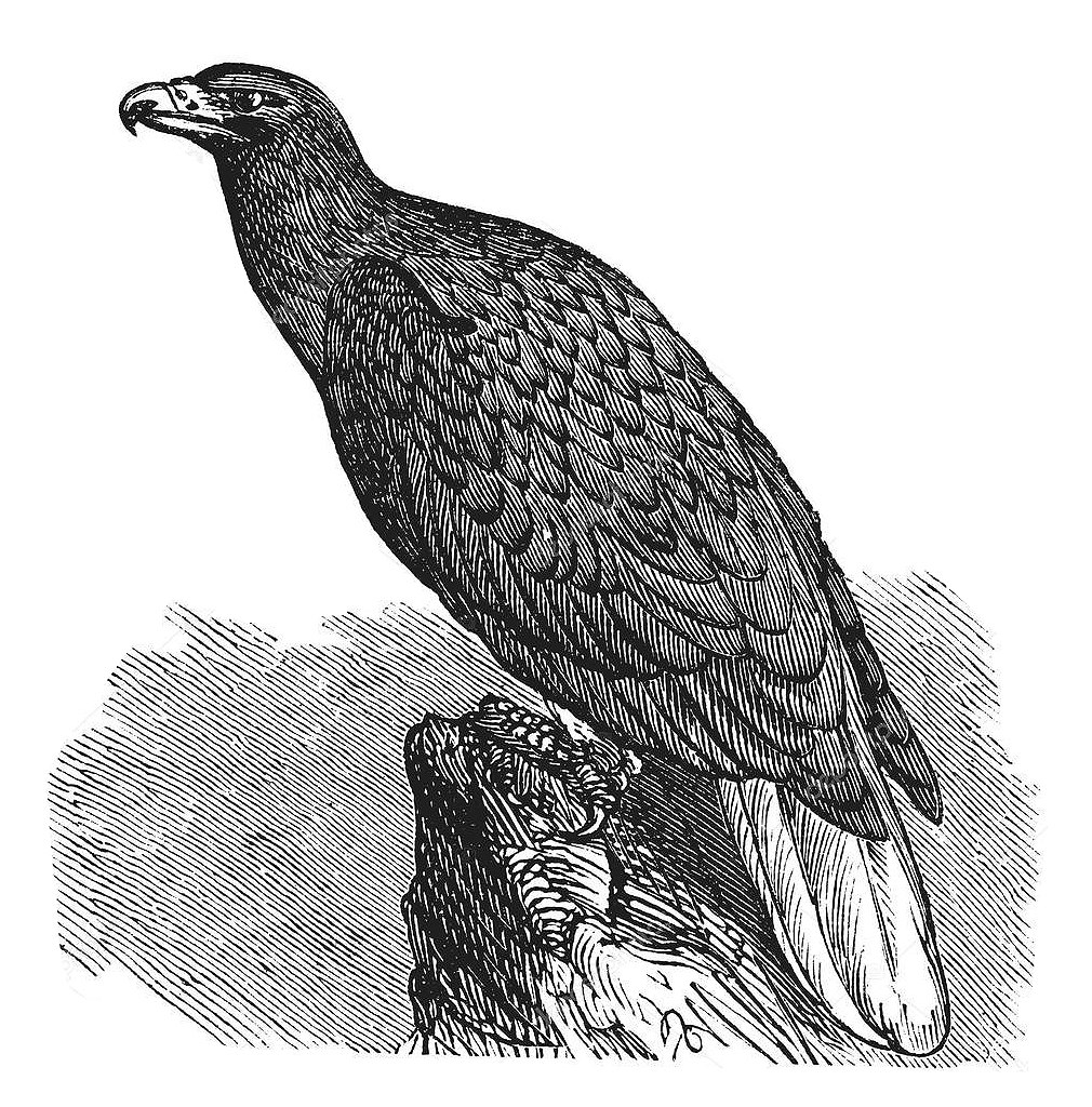 Haliaeetus albicilla рисунок