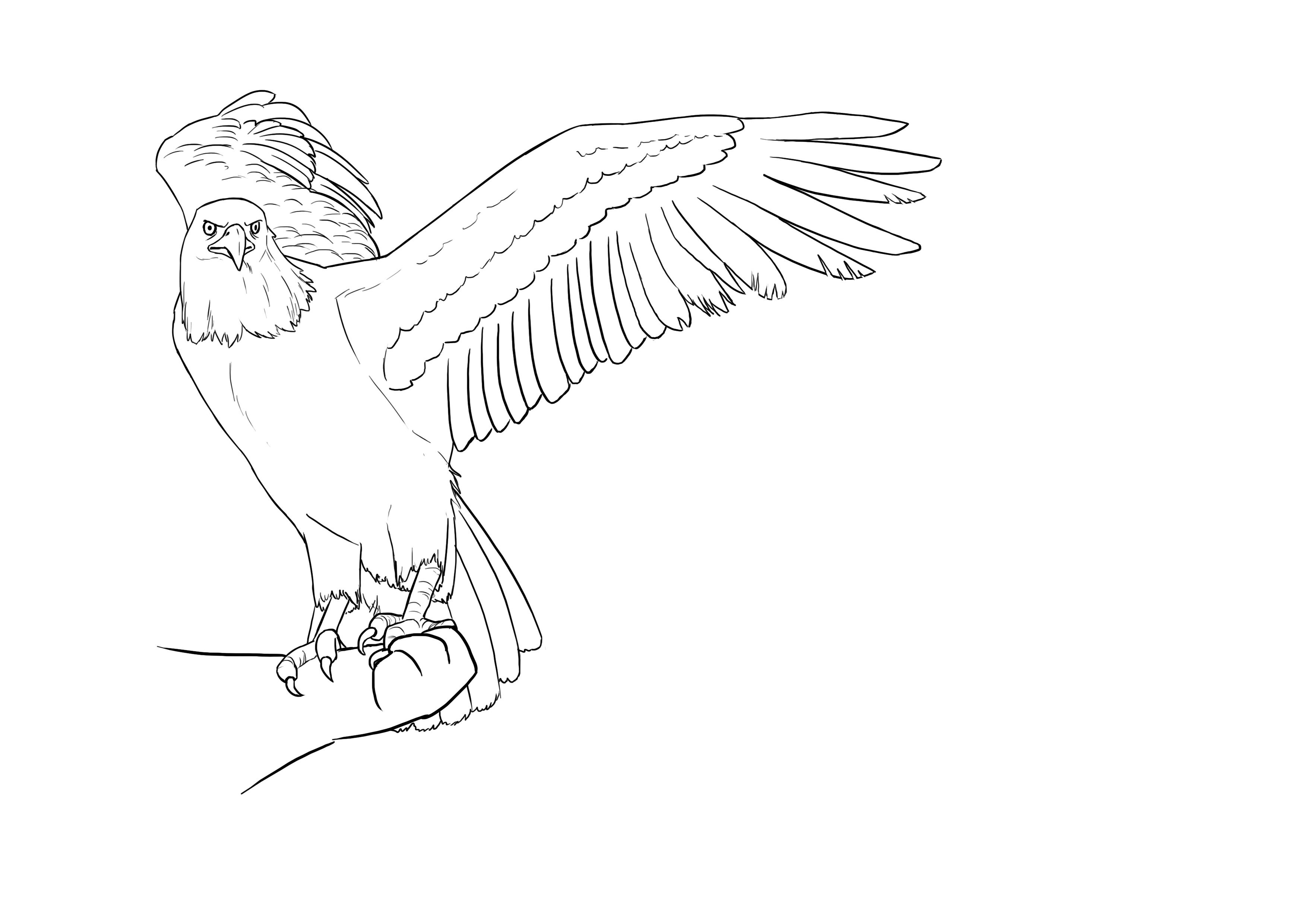Нарисовать белоплечего орлана