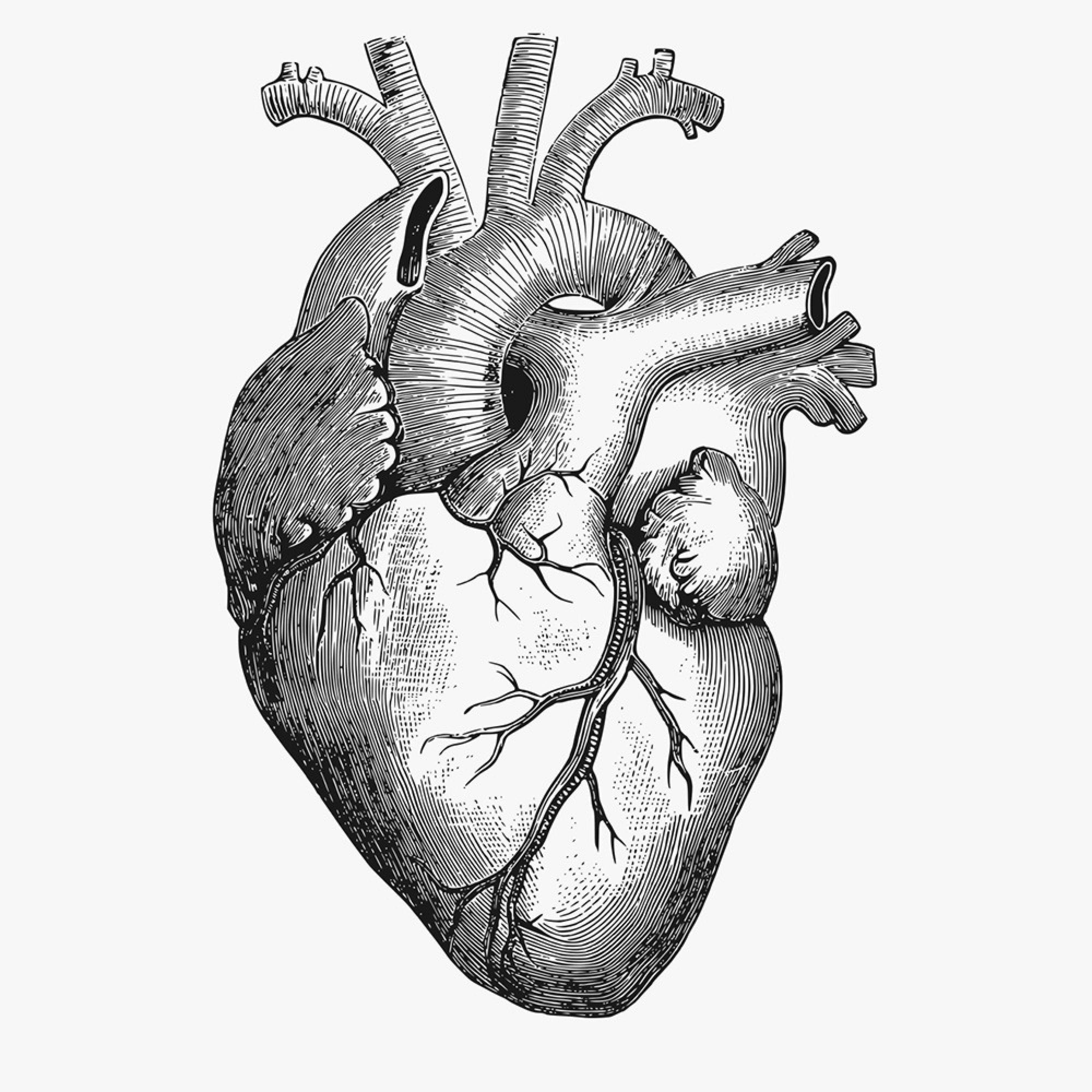Орган сердце человека рисунок. Сердце. Сердце анатомия.