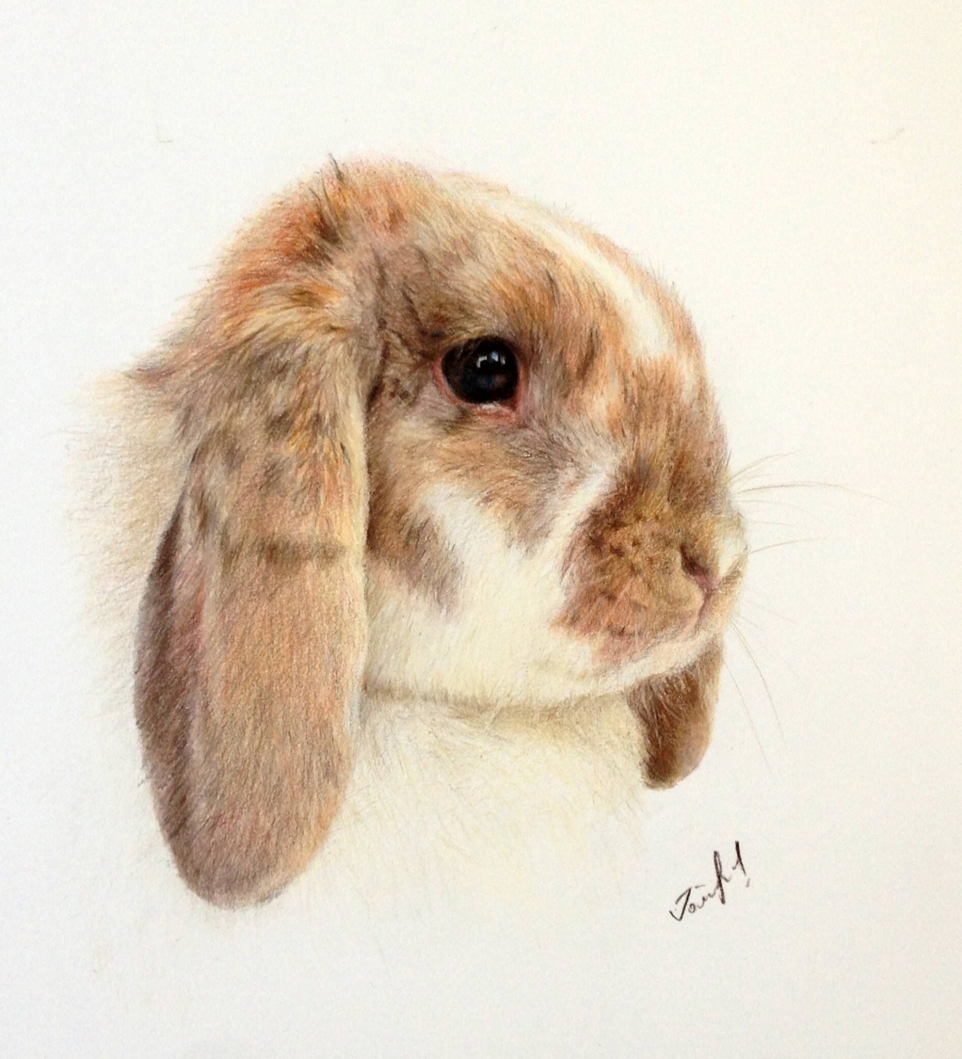 Нарисовать кролика цветными карандашами