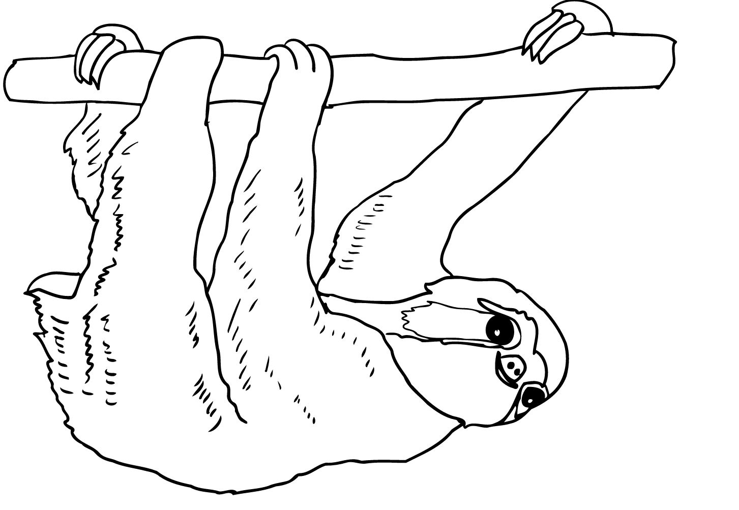 Линивец для срисовке чёрно белый