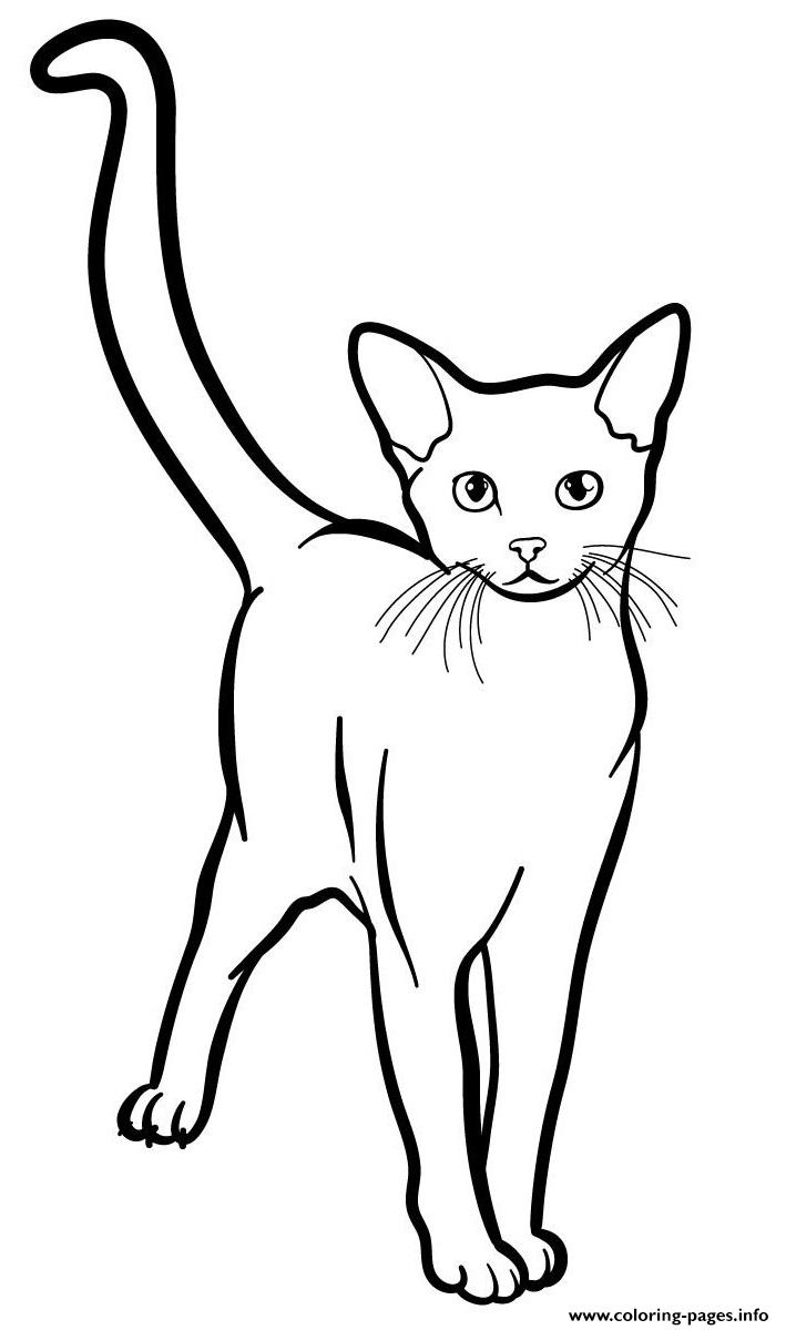 Раскраска абиссинский кот