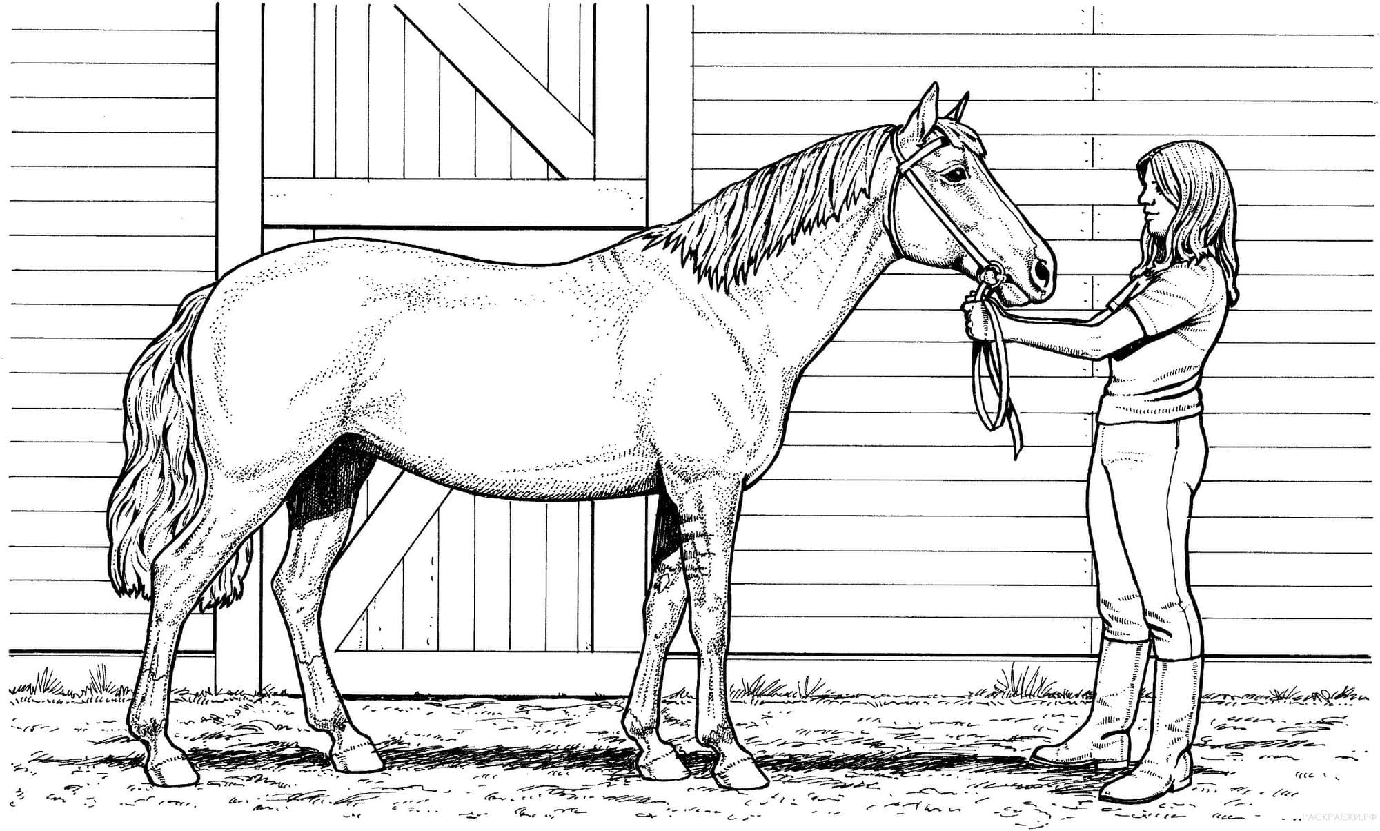 Лошадь раскраска: векторные изображения и иллюстрации, которые можно скачать бесплатно | Freepik