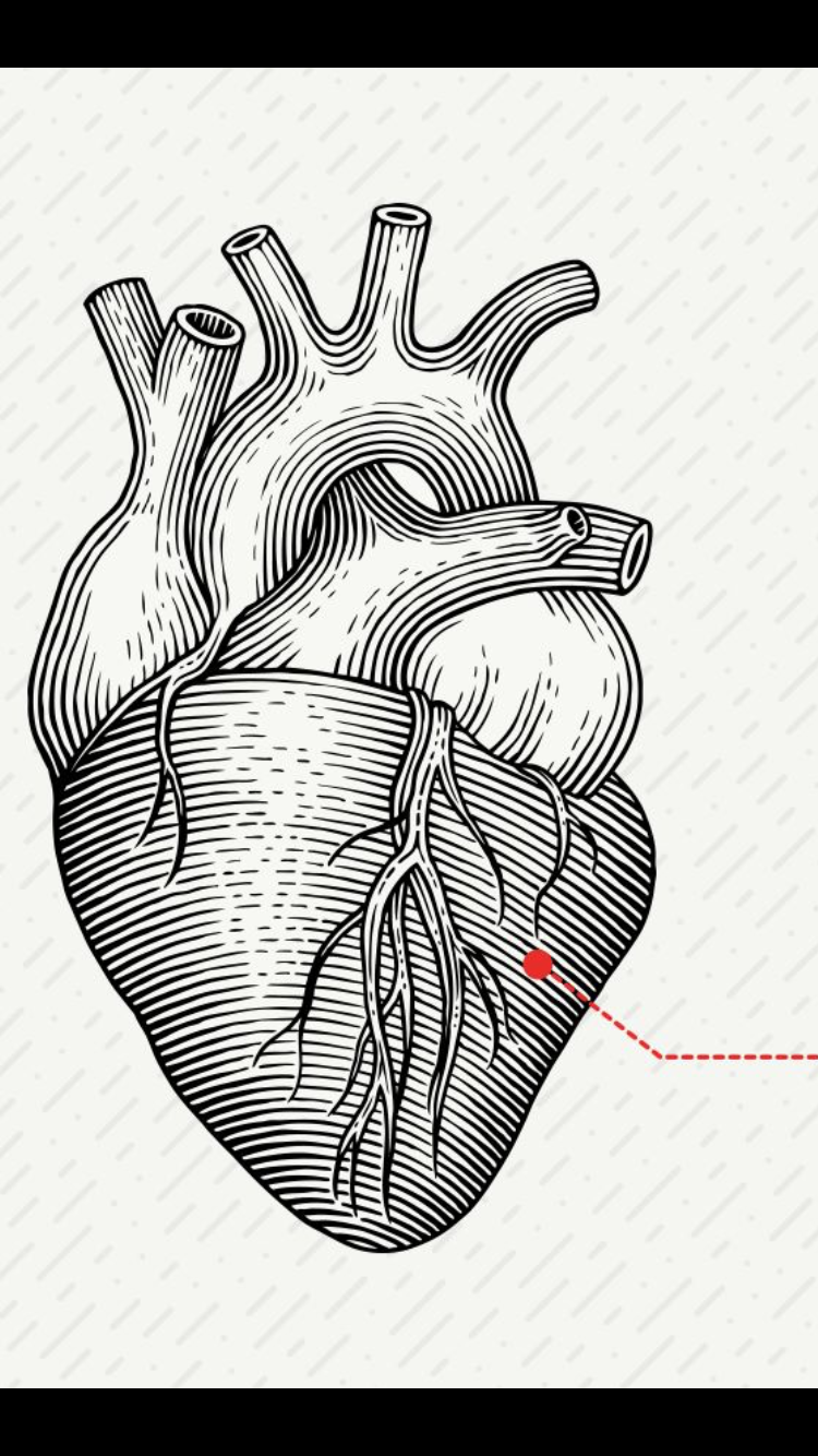 Контур 60. Сердце рисунок. Сердце рисунок анатомия. Сердце гравюра. Человеческое сердце вектор.