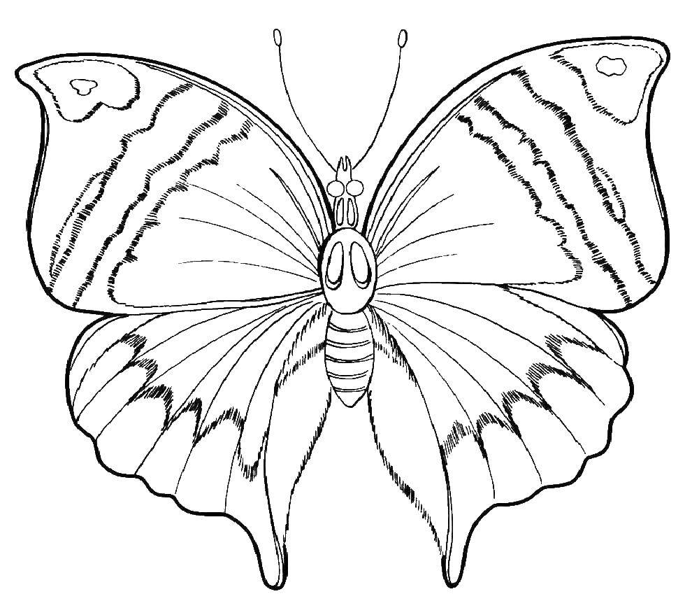 Бабочка рисунок для детей для срисовки
