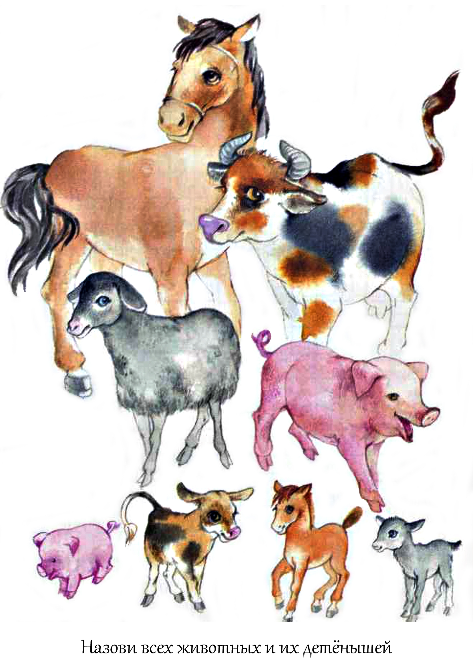 Корова свинья собака кошка. Иллюстрации домашних животных. Животные домашние животные. Домашние животные для детей. Иллюстрация домашние животные.