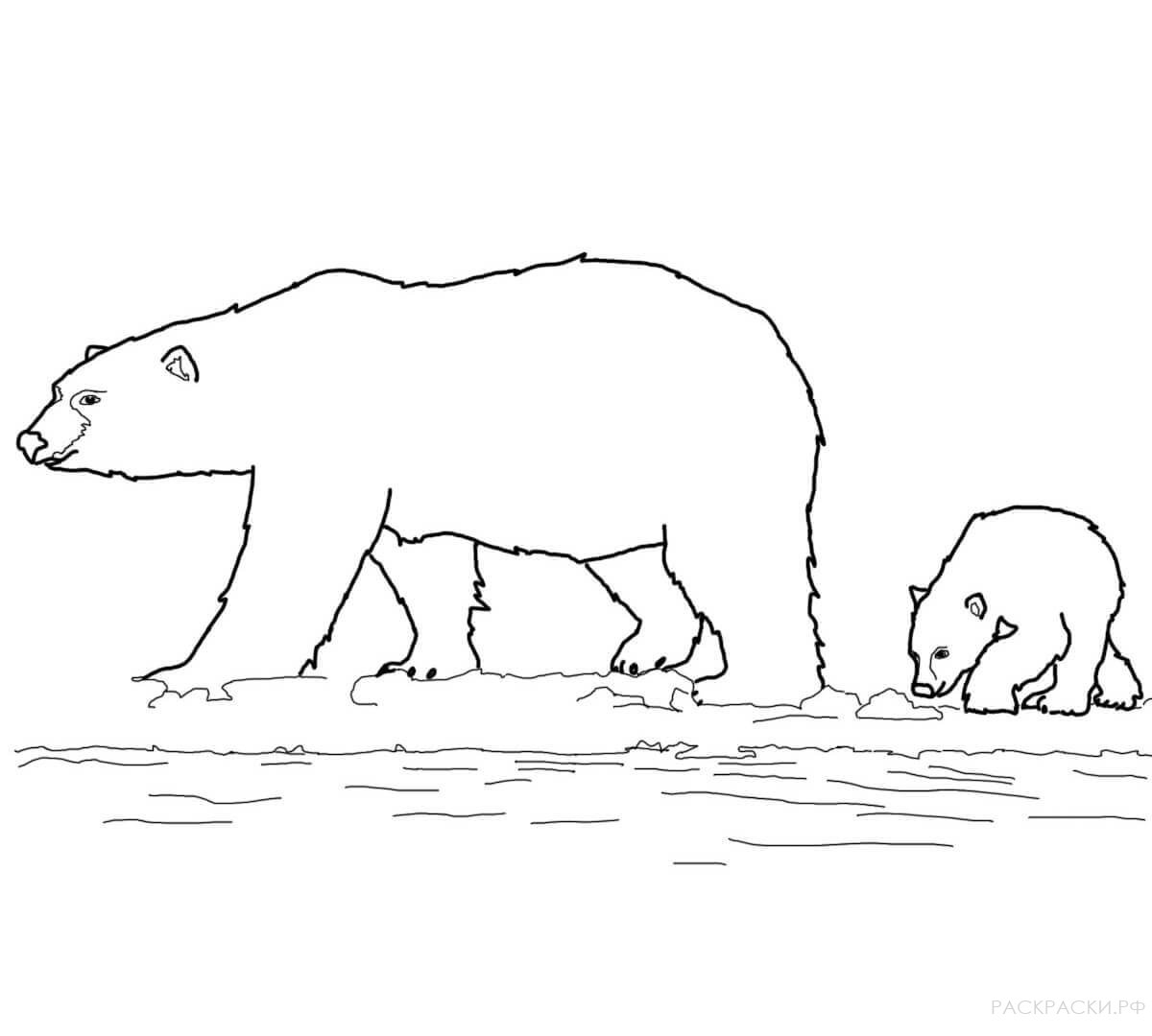 Медведь белый рисунок