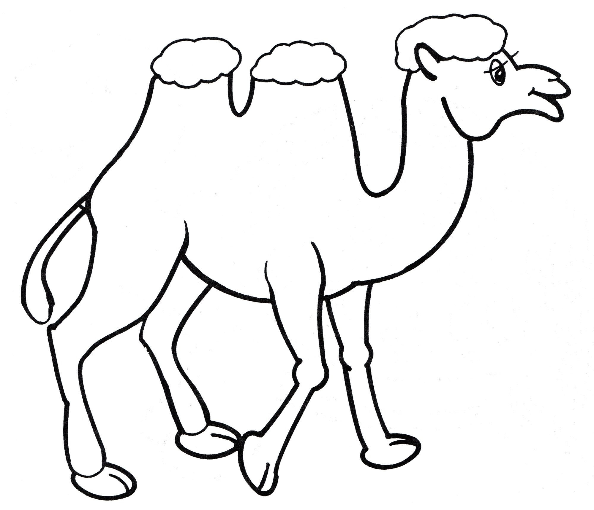 Раскраска Верблюды | Раскраски с животными, зверями