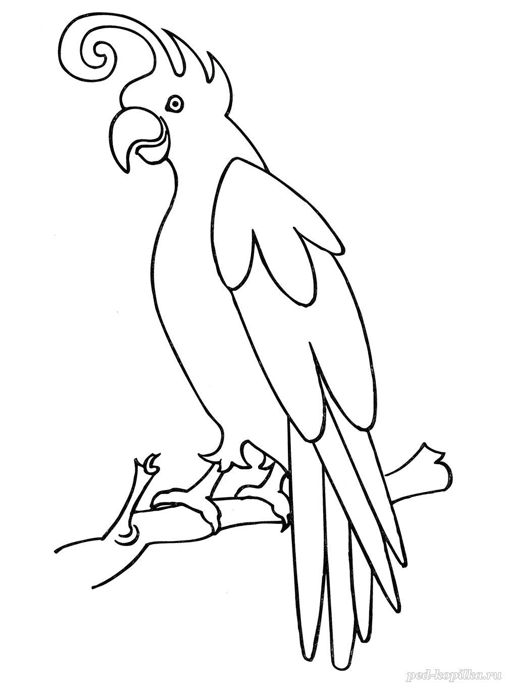 Трафарет попугая Какаду