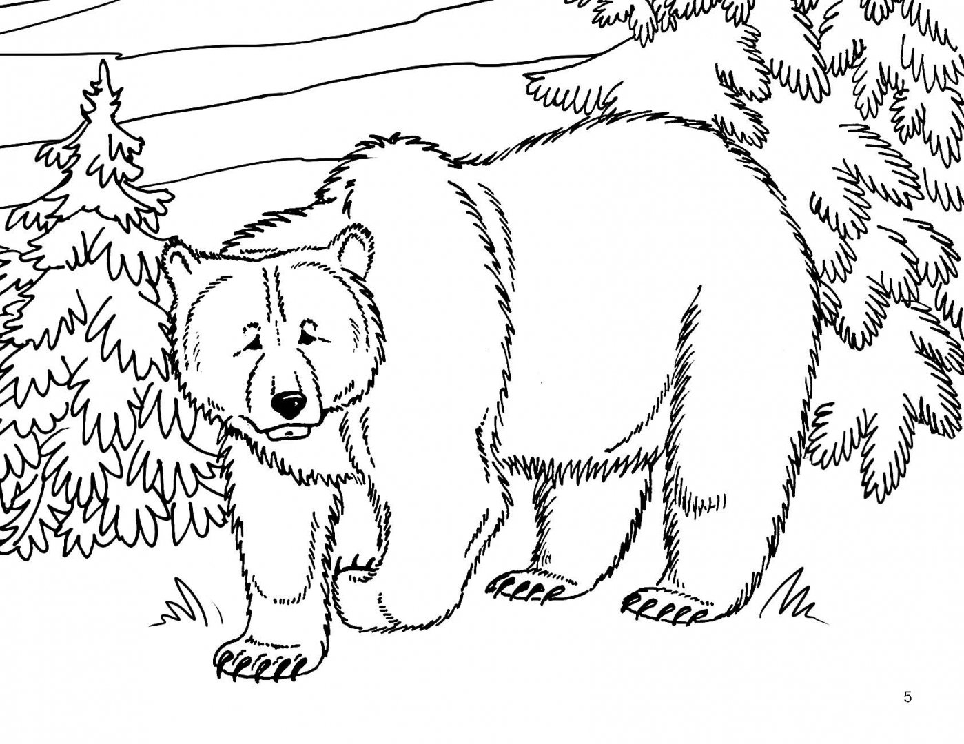 природа лесные животные бурый медведь | Раскраски, Рисунки, Контурные рисунки