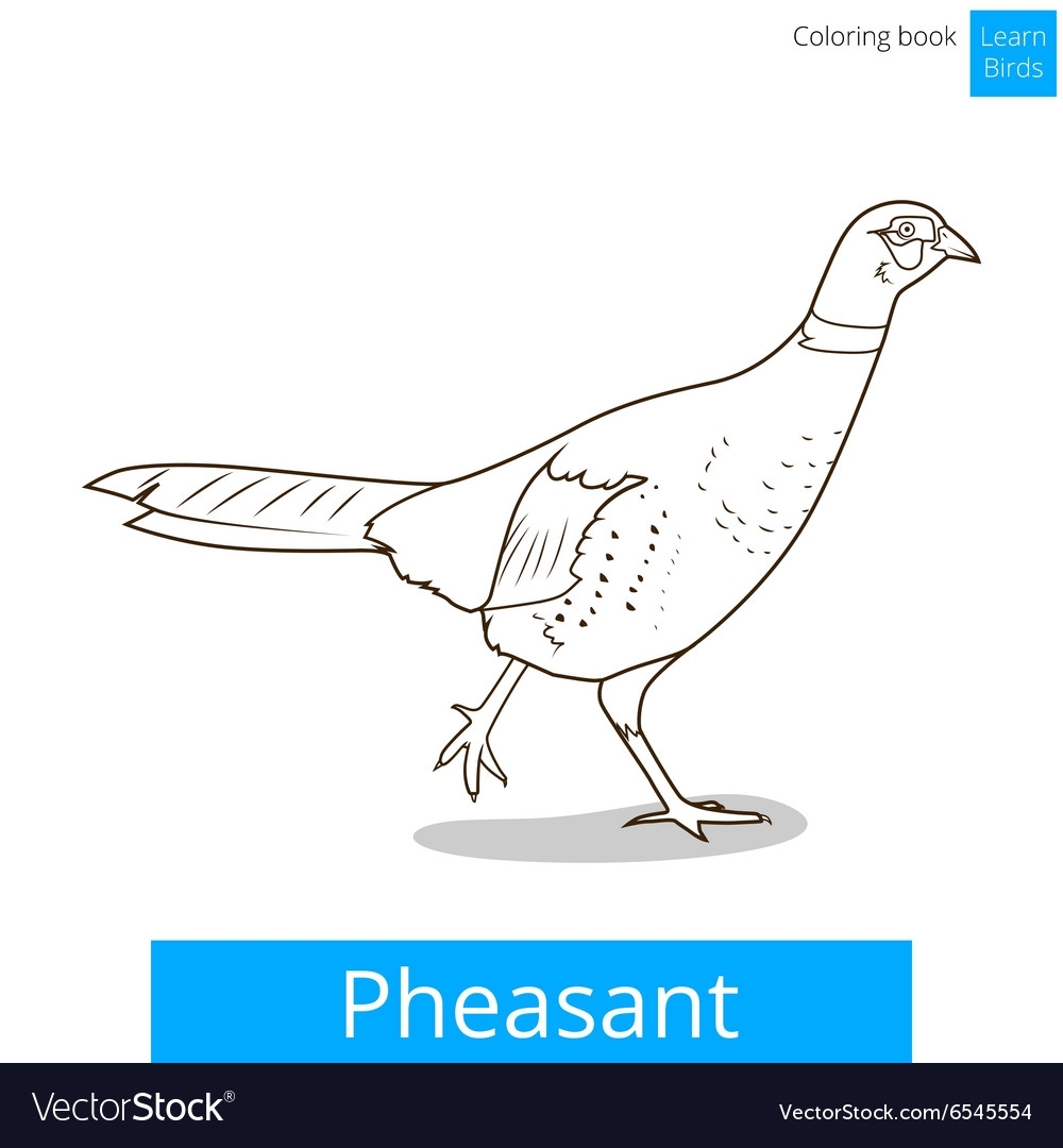 Рисунок фазана для детей легко