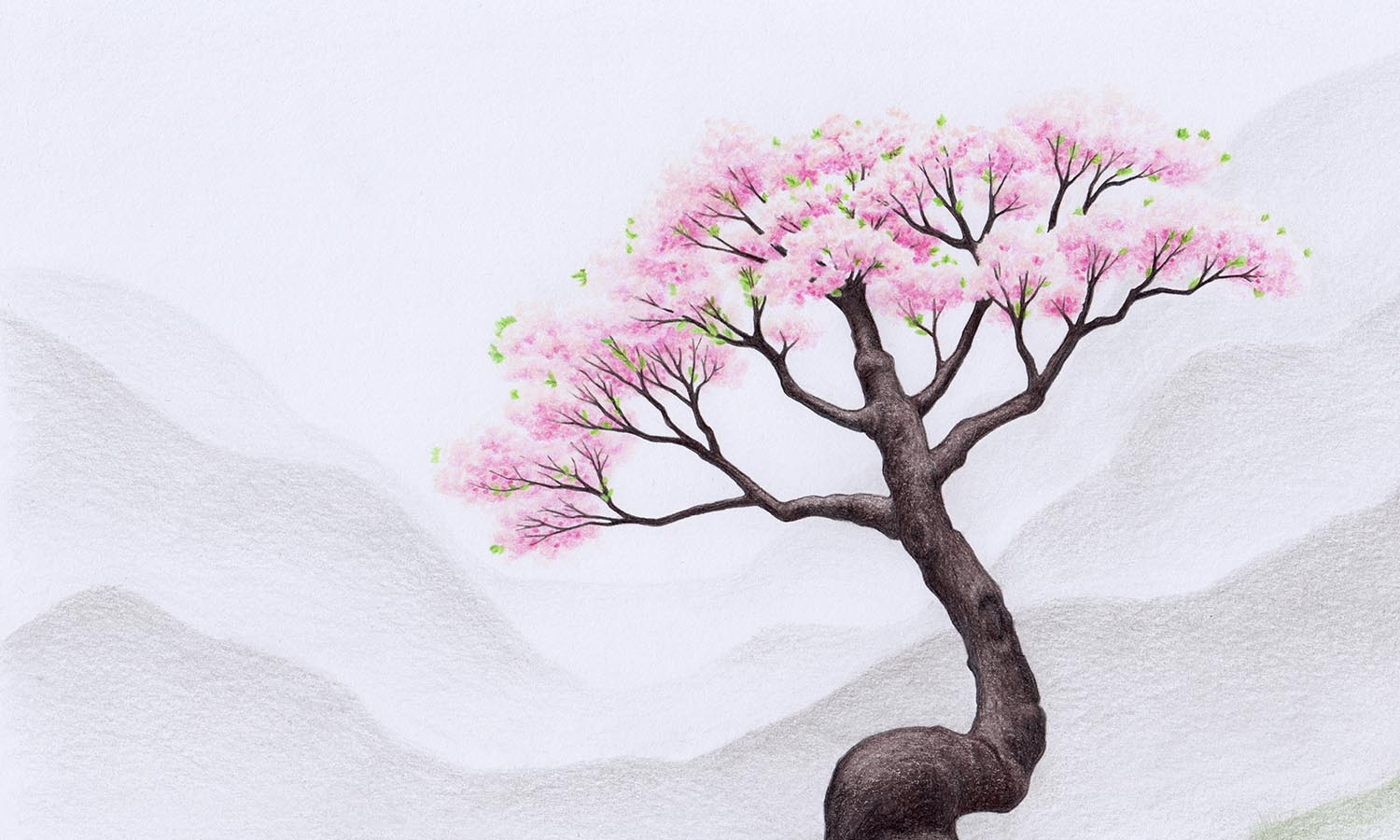 Дерево Сакура рисунок легкий