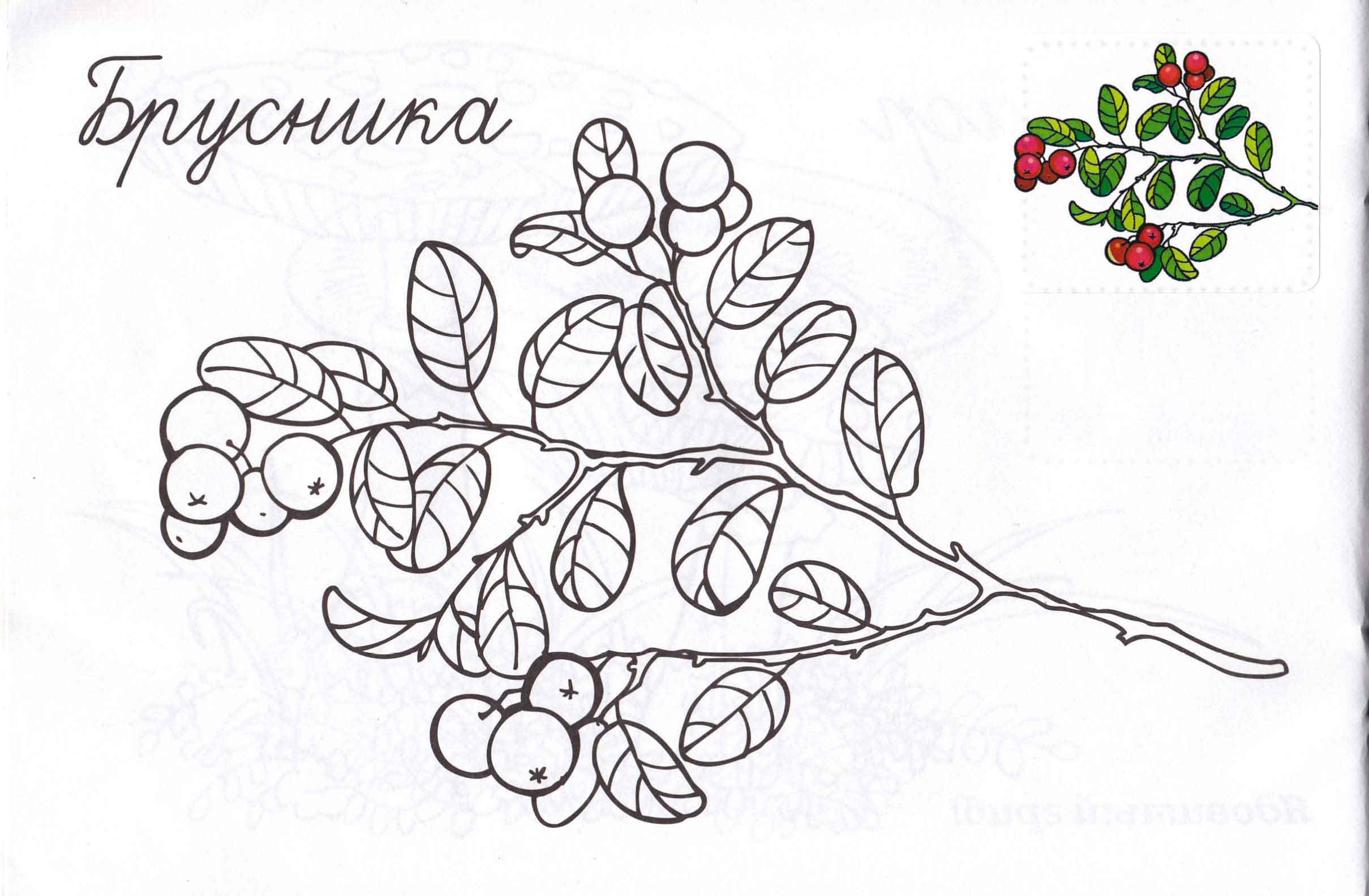 Раскраска Северные ягоды для детей