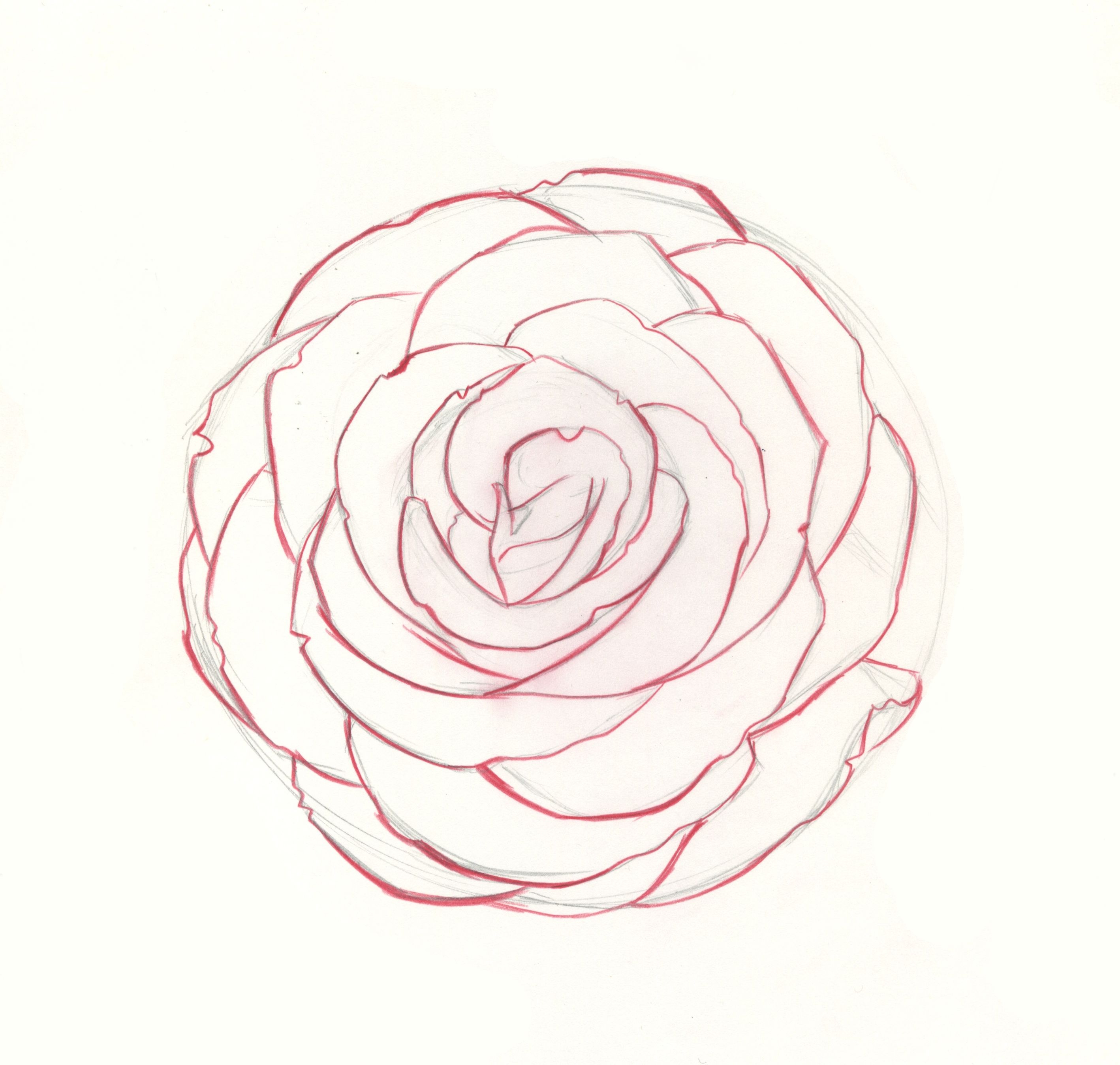 Нарисовать розу сверху