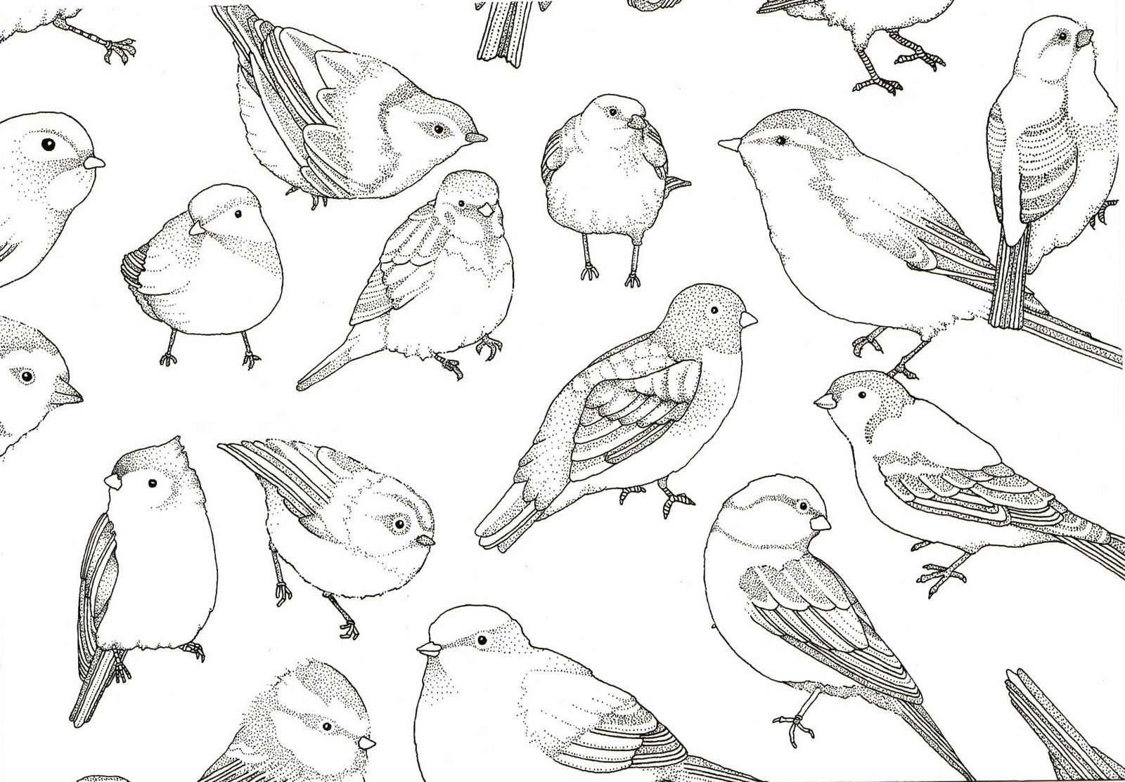 Зарисовки птичек