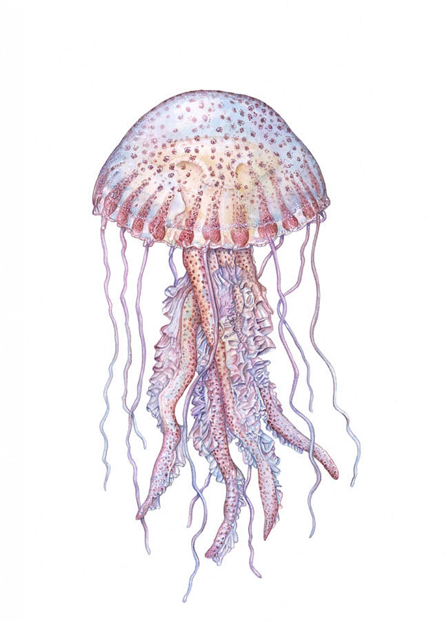 Кишечнополостные медузы