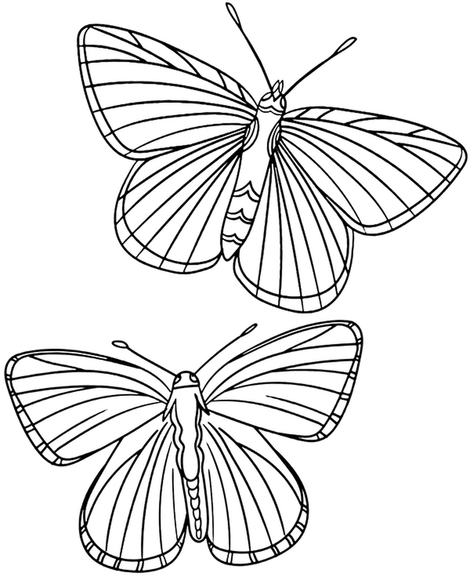 Бабочка Махаон раскраска для детей