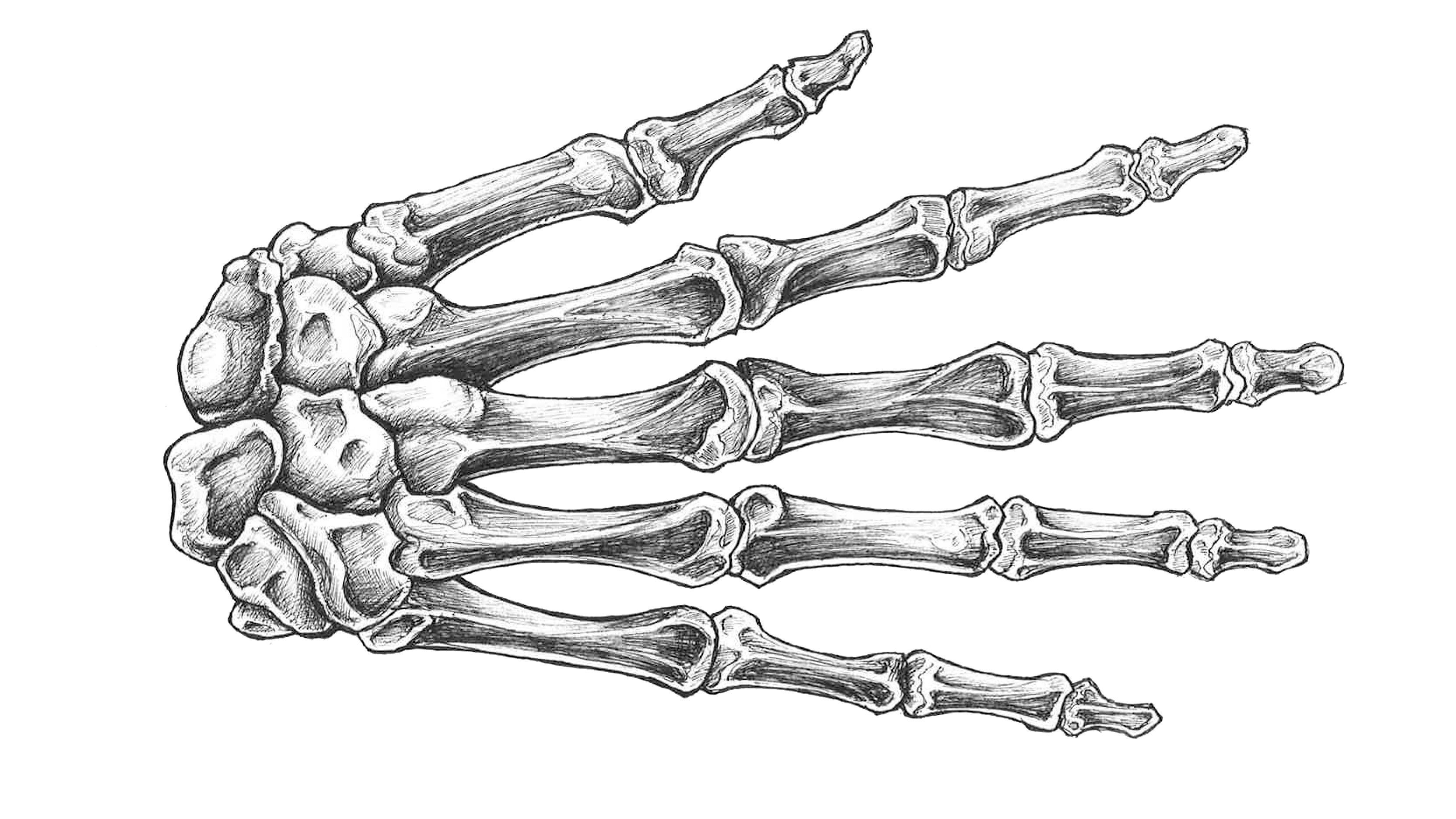 Скелет кисти руки человека анатомия
