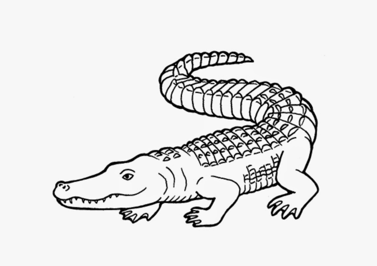 Beautiful crocodile coloring page | Раскраски, Крокодил, Крокодилы