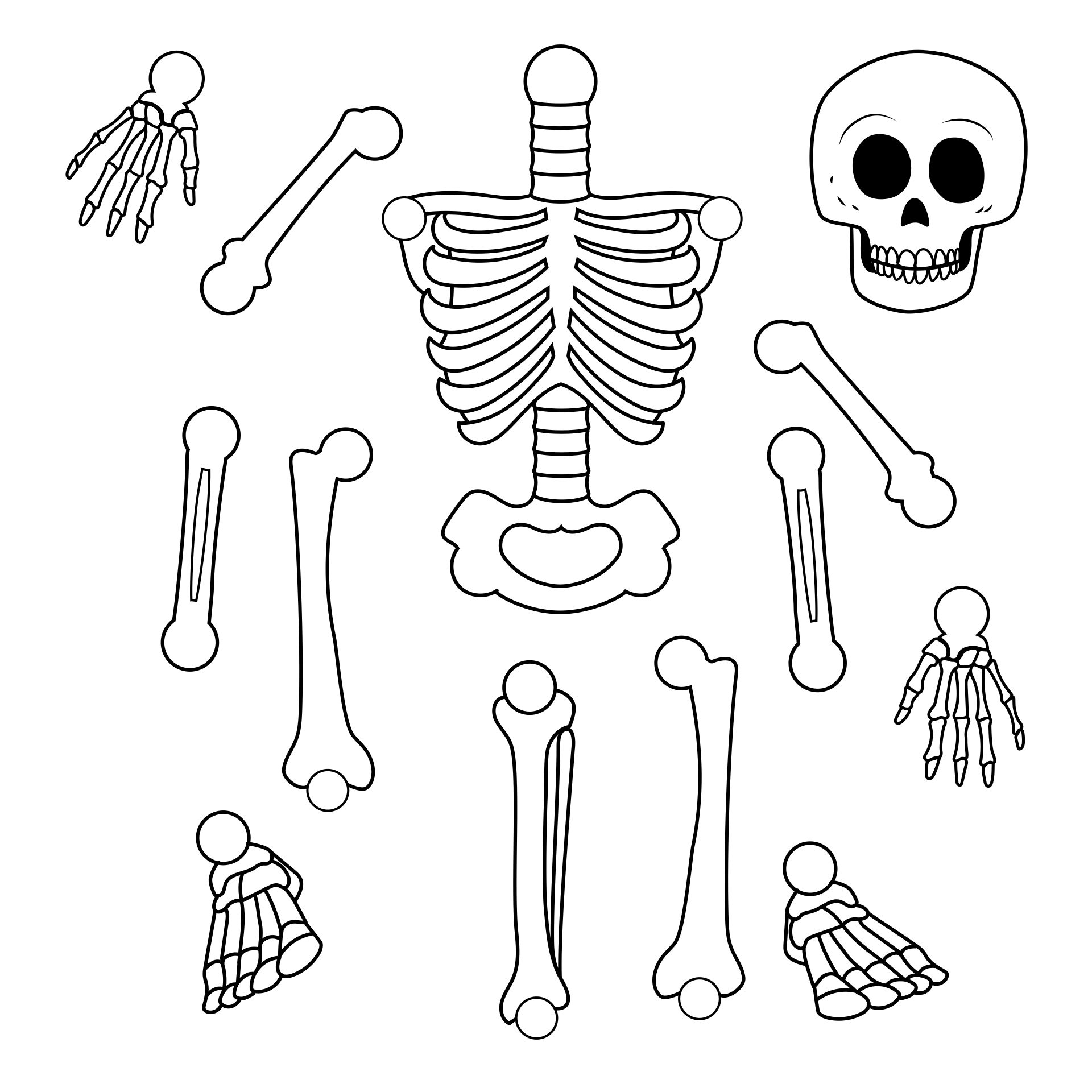 Напечатанные кости. Кости скелета для детей. Кости скелета печать. Скелет для распечатки. Макет скелета человека для детей.