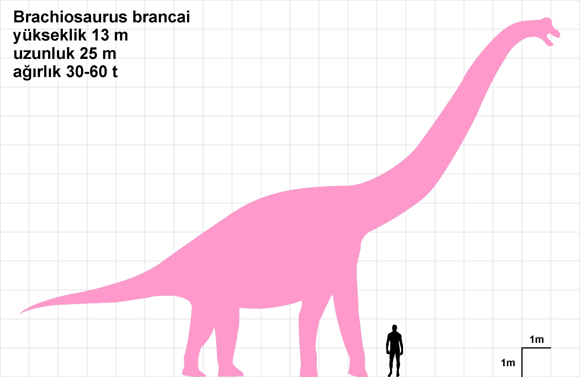 Brachiosaurus brancai