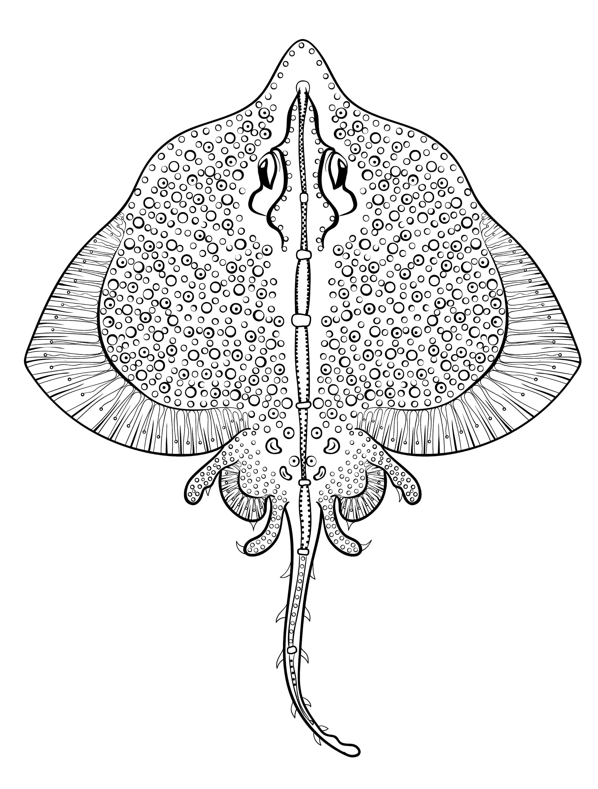 Раскраска Скат | Раскраски с водными животными. Картинки животных, рисунки животных