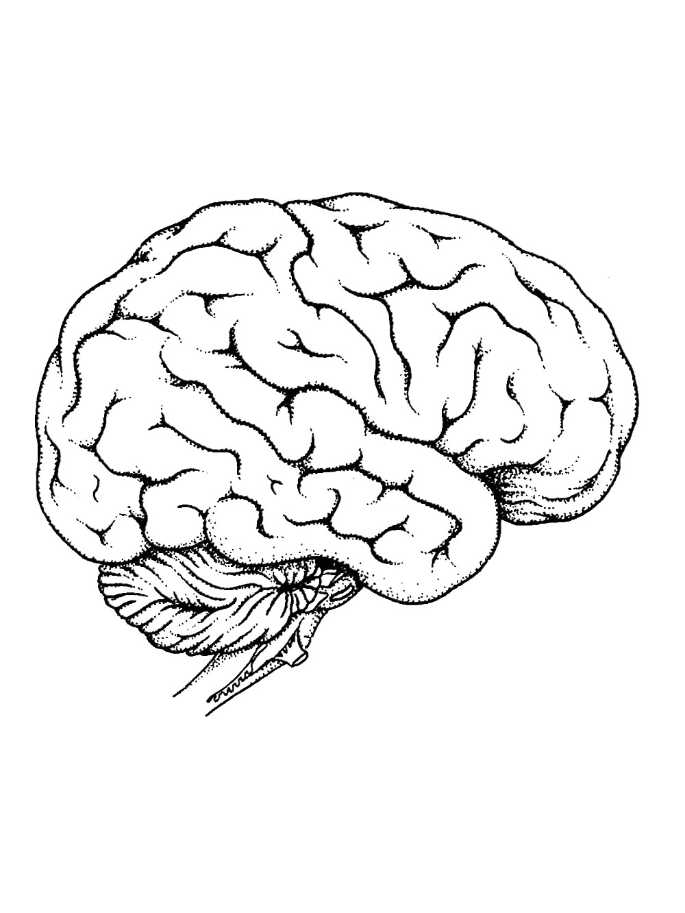 Рисунок мозга легко. Мозг человека рисунок. Мозг раскраска для детей. Мозг эскиз. Головной мозг раскраска.