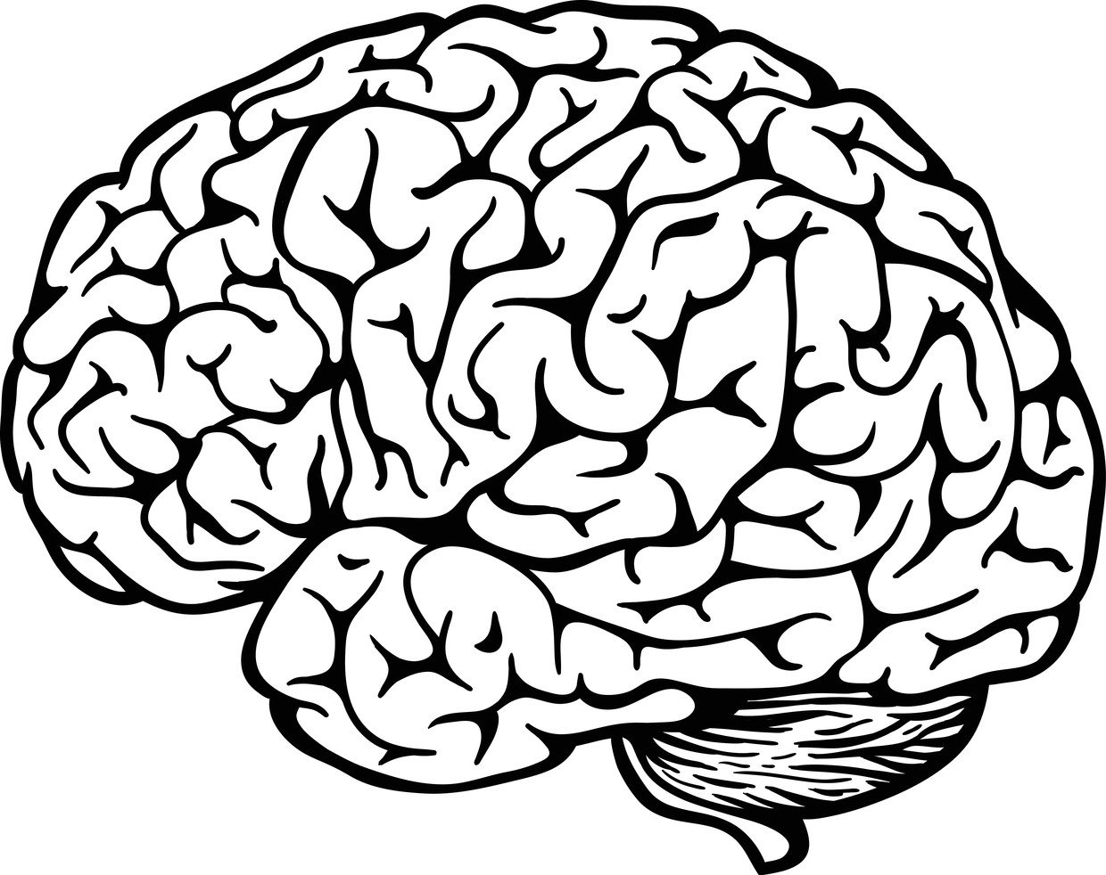 Brain pdf. Мозг очертания. Мозг черно белый. Мозг контур.